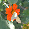 Southern Dogface and Mexican Yellow