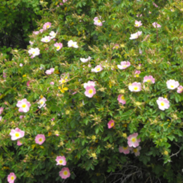 Wild rose Project Noah