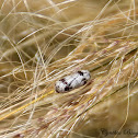Ichneumon Wasp Pupa