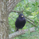 European Starling