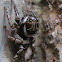 Hasarius adansoni