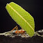 Atta cephalotes