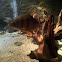 sixbar distichodus