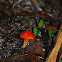 Wax cap