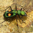 Tiger beetle