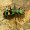 Tiger beetle