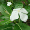 White Tsitsirika
