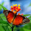 Red Lacewing
