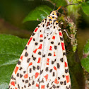 Heliotrope Moth