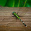 Eastern Pondhawk (female)