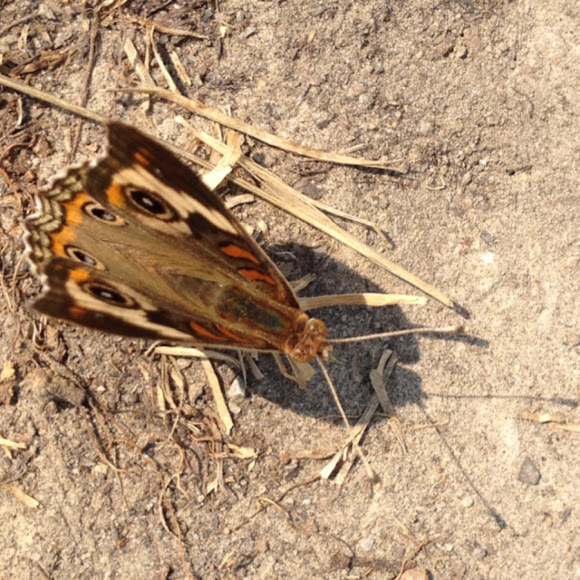 Spotting Image 1