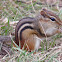 Eastern Chipmunk