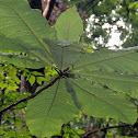 Umbrella Magnolia