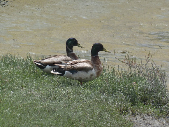 Spotting Image 1