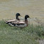 Mallard