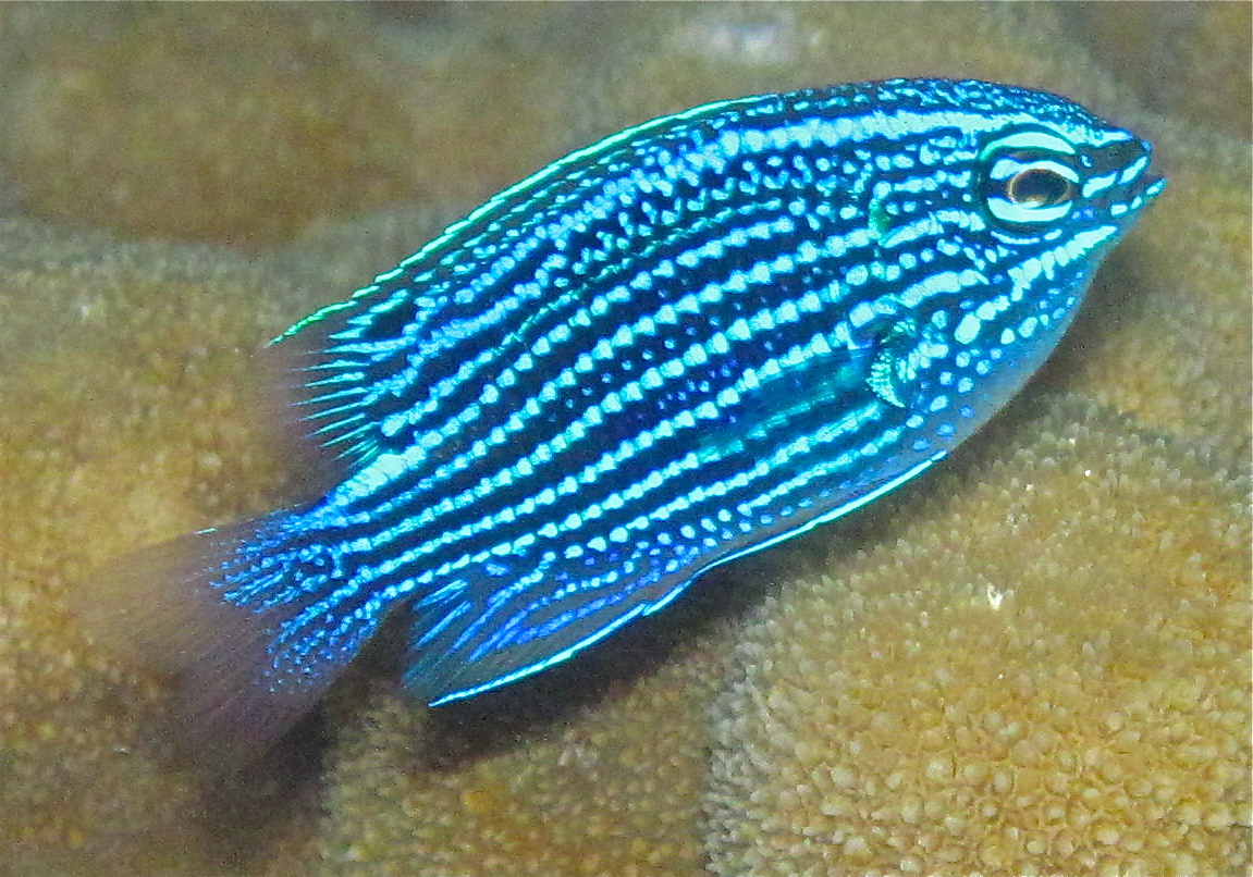 Niger Damselfish