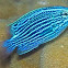 Niger Damselfish