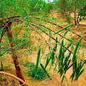 Moringa oleifera