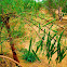 Moringa oleifera