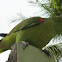 Blue-fronted Amazon