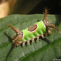 Saddleback caterpillar