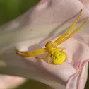 Goldenrod Crab Spider