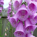 foxglove