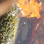 Moss