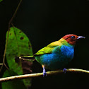 Tangara cabecicastaña