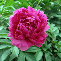 Peony