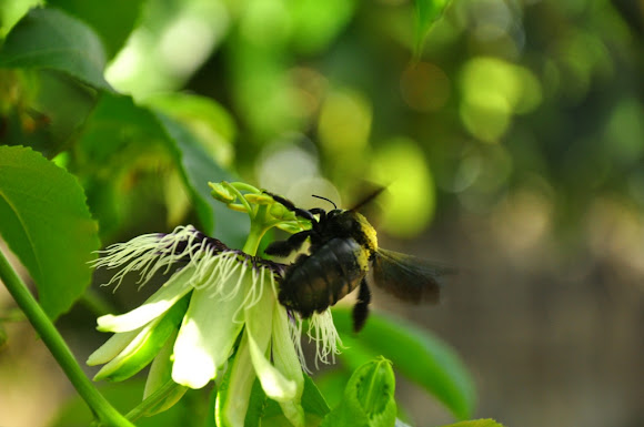 Spotting Image 1