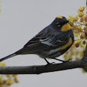 Yellow-rumped Warbler