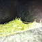 Ostrich eggs and duck eggs