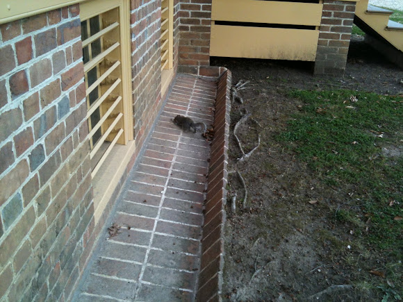Spotting Image 1