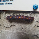 Pipevine Swallowtail Caterpillar