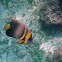 Cortez Angelfish