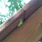 Hackberry Emperor Chrysalis