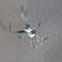 Unknown Spider