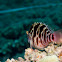 Blotched Hawkfish