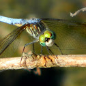 Blue Dasher Dragonfly
