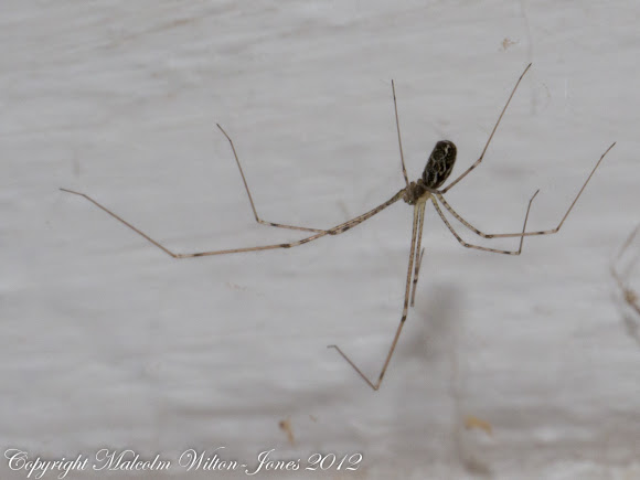 Spotting Image 1
