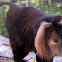 Lion Tailed Macaques