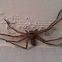 Huntsman Spider