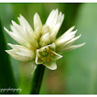 Wild flower