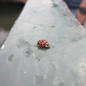 Ladybug
