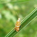 Moth