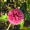Red clover flower