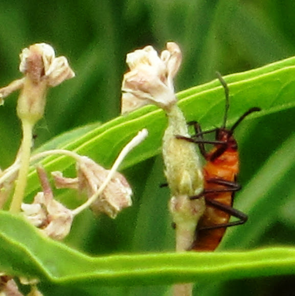 Spotting Image 1