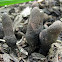 Dead Man's Fingers