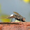 LesserHouseFly